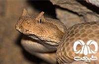 گونه مار شاخدار ایرانی Persian Horned Viper 